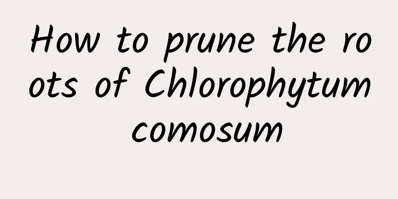 How to prune the roots of Chlorophytum comosum