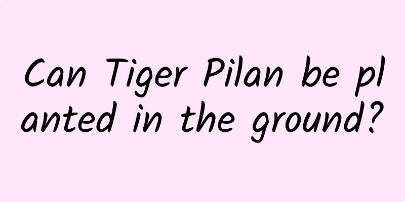 Can Tiger Pilan be planted in the ground?
