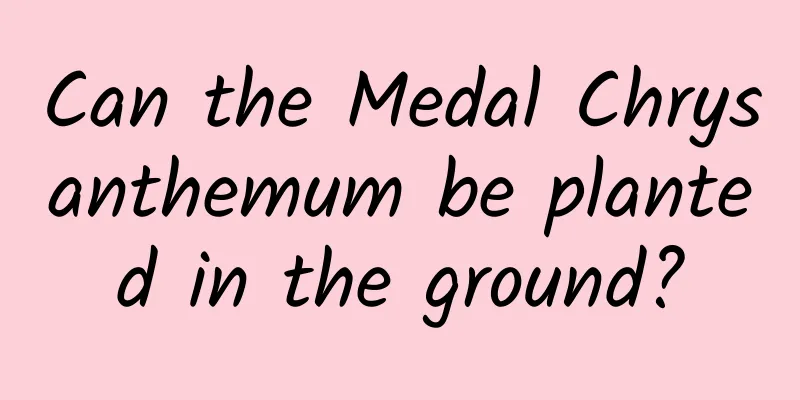 Can the Medal Chrysanthemum be planted in the ground?