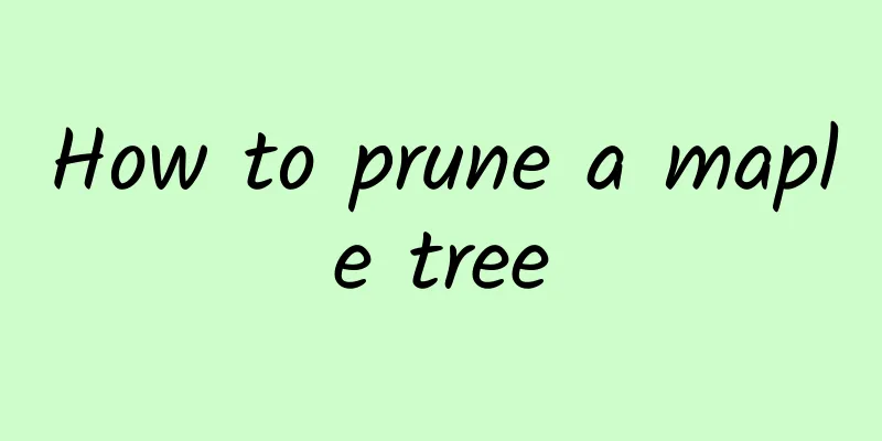 How to prune a maple tree