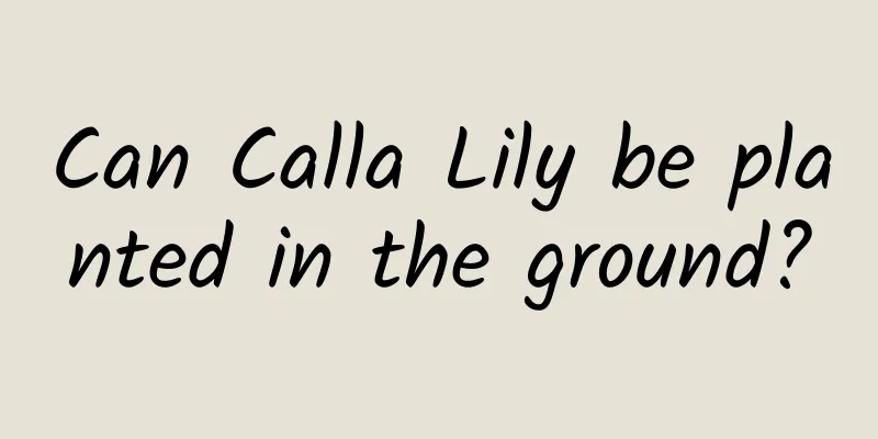 Can Calla Lily be planted in the ground?