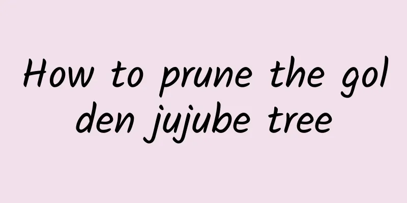 How to prune the golden jujube tree