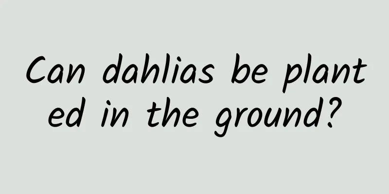 Can dahlias be planted in the ground?