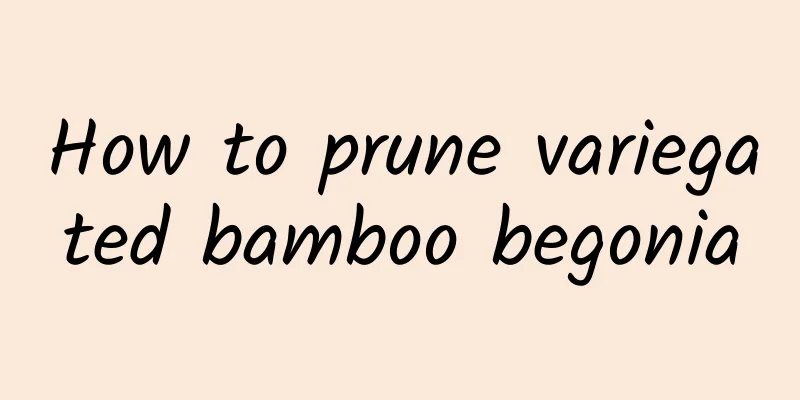How to prune variegated bamboo begonia