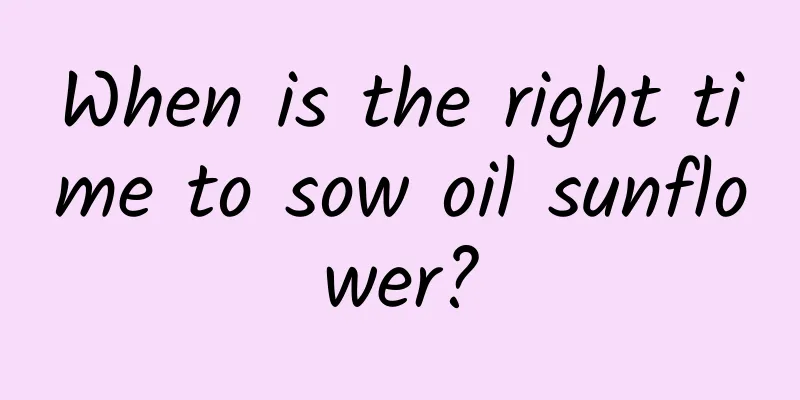 When is the right time to sow oil sunflower?