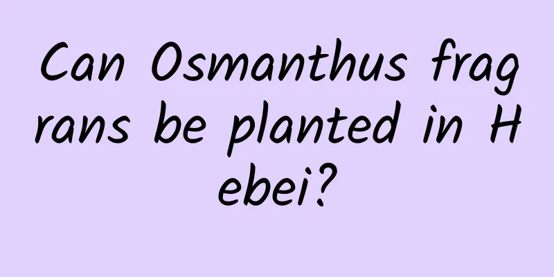 Can Osmanthus fragrans be planted in Hebei?