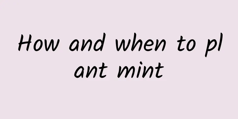 How and when to plant mint