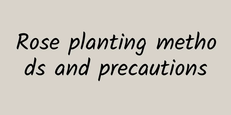 Rose planting methods and precautions