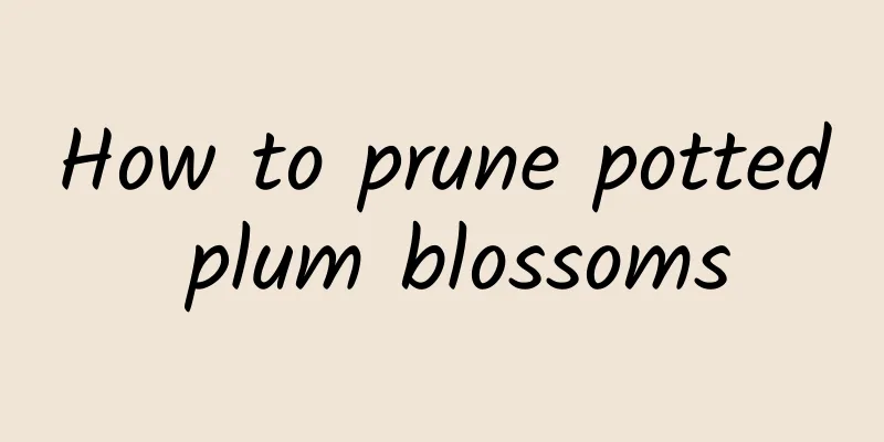 How to prune potted plum blossoms