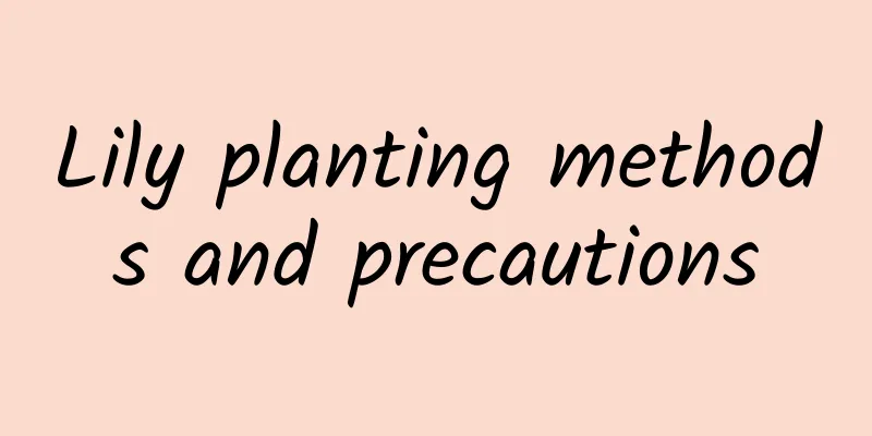 Lily planting methods and precautions