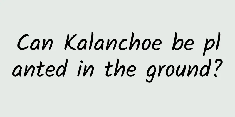 Can Kalanchoe be planted in the ground?