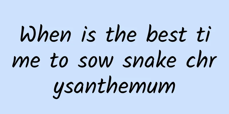 When is the best time to sow snake chrysanthemum