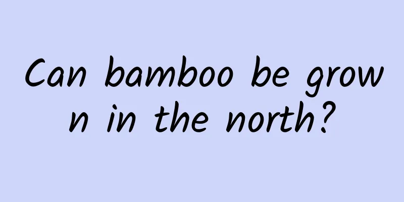 Can bamboo be grown in the north?