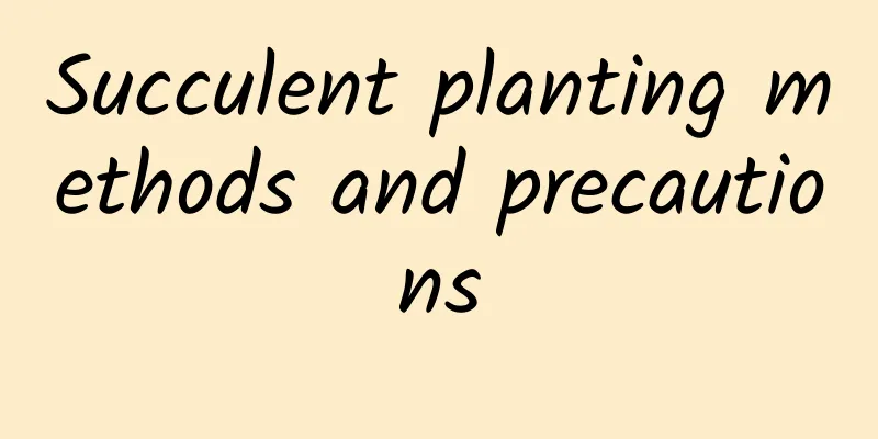 Succulent planting methods and precautions