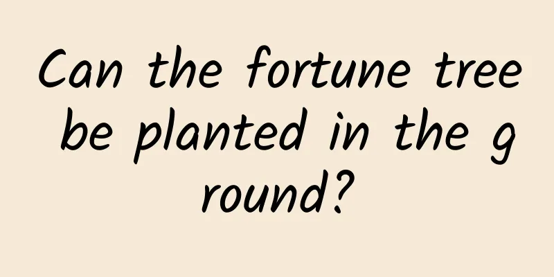 Can the fortune tree be planted in the ground?