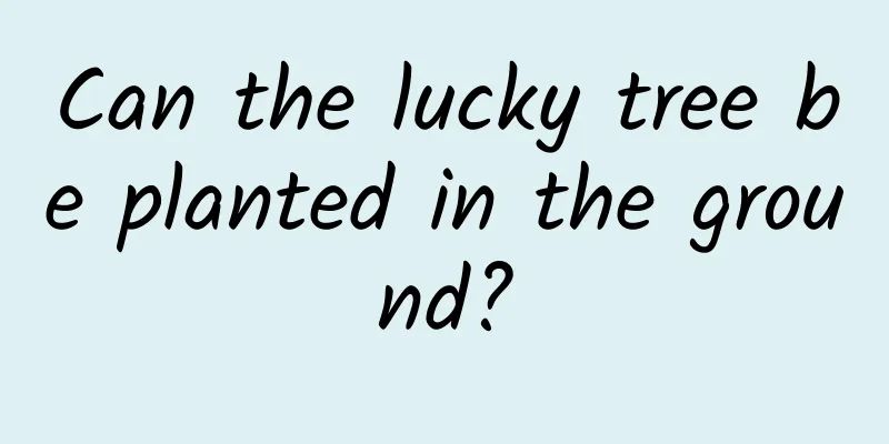 Can the lucky tree be planted in the ground?