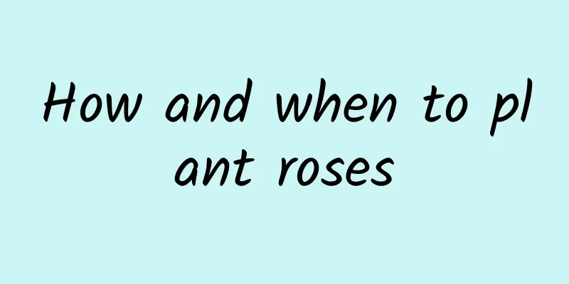 How and when to plant roses