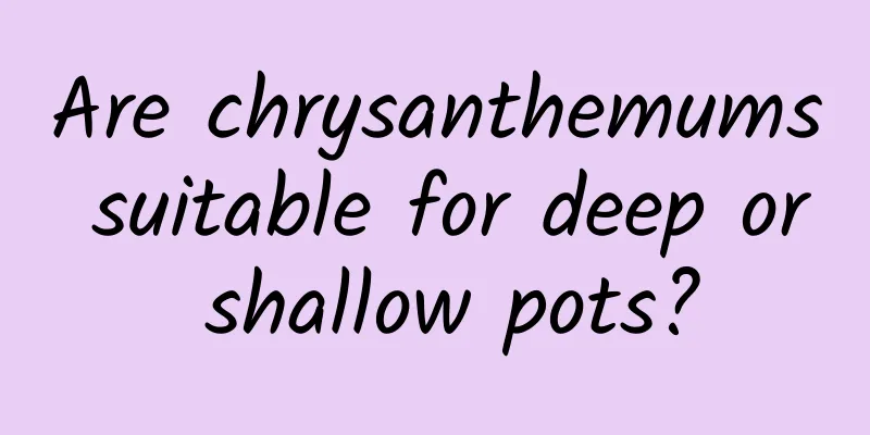 Are chrysanthemums suitable for deep or shallow pots?
