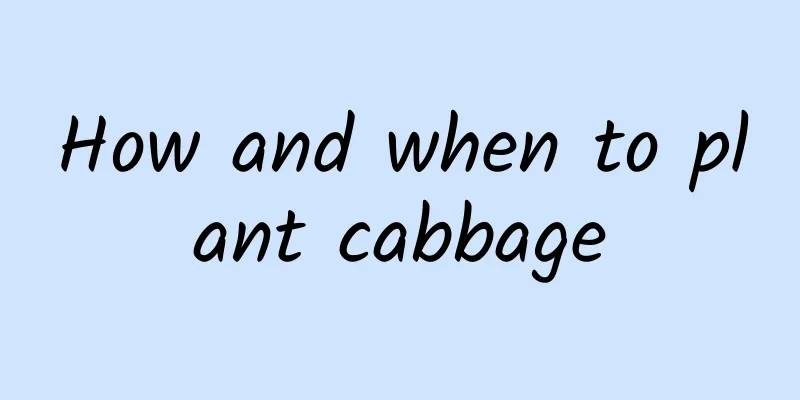 How and when to plant cabbage