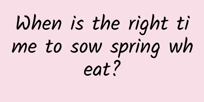 When is the right time to sow spring wheat?