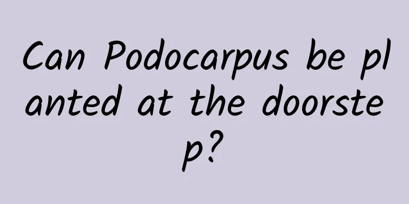 Can Podocarpus be planted at the doorstep?
