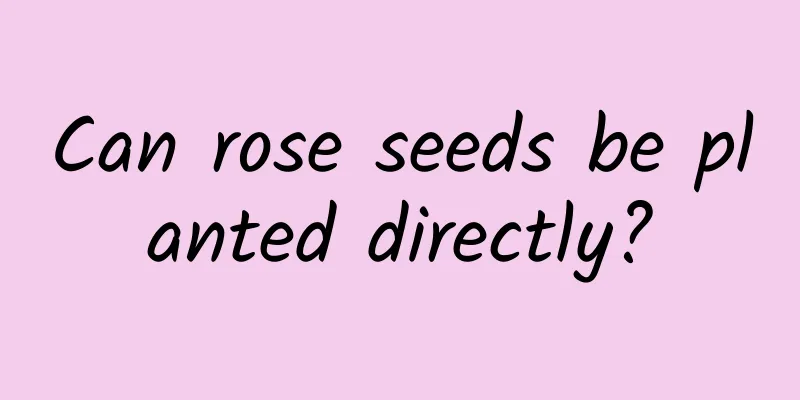 Can rose seeds be planted directly?