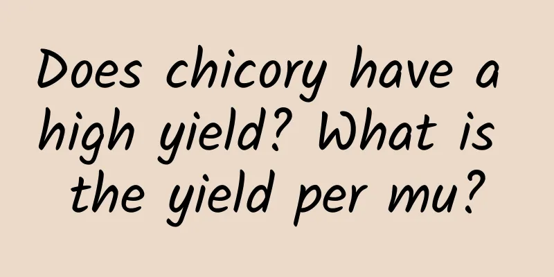 Does chicory have a high yield? What is the yield per mu?