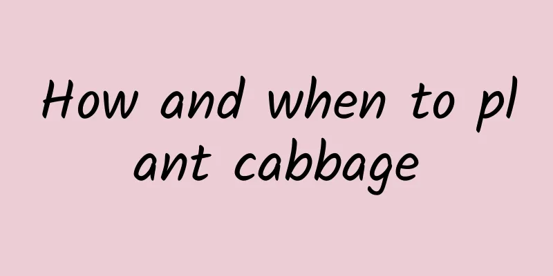 How and when to plant cabbage