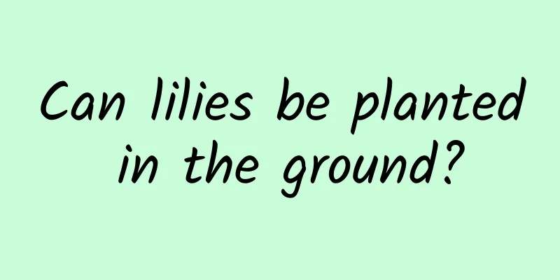 Can lilies be planted in the ground?