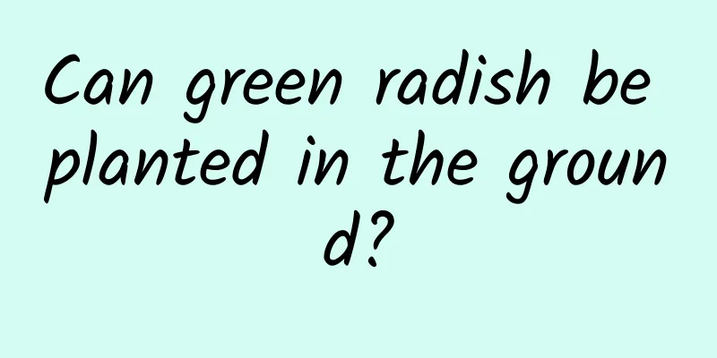 Can green radish be planted in the ground?