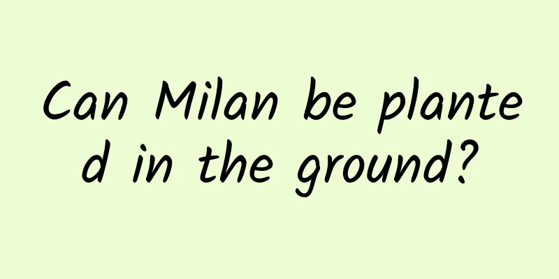 Can Milan be planted in the ground?