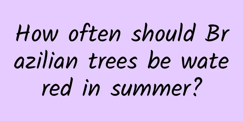 How often should Brazilian trees be watered in summer?