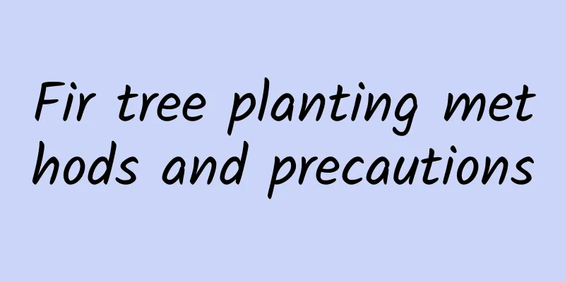 Fir tree planting methods and precautions