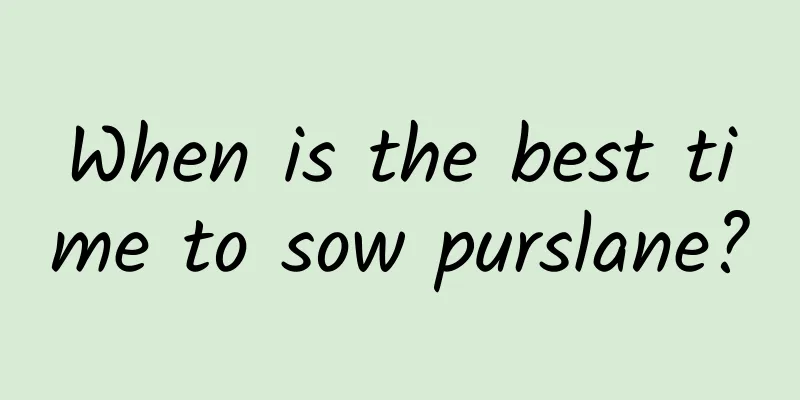 When is the best time to sow purslane?