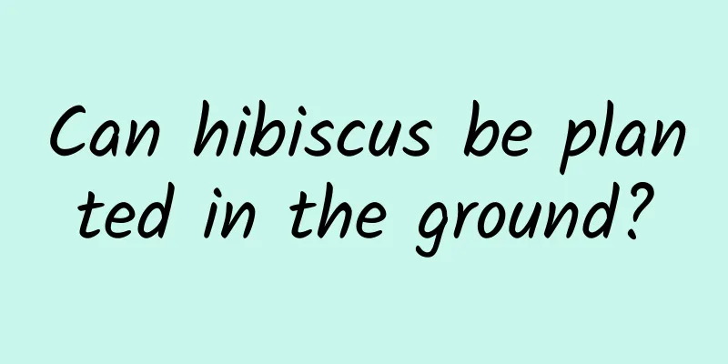 Can hibiscus be planted in the ground?