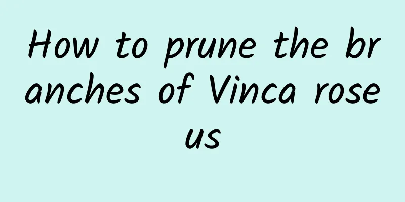 How to prune the branches of Vinca roseus