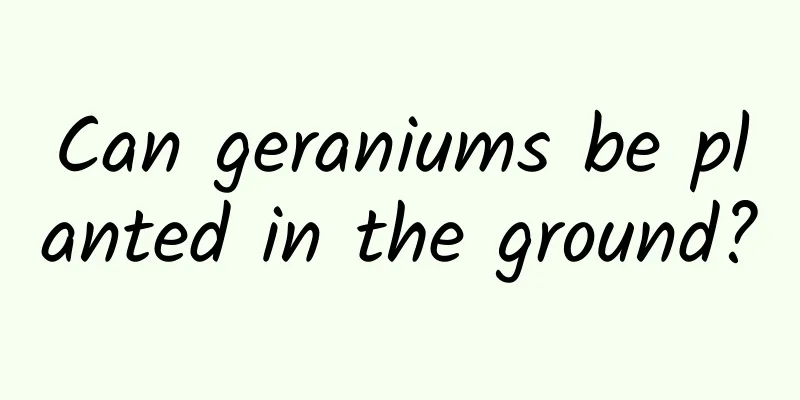 Can geraniums be planted in the ground?