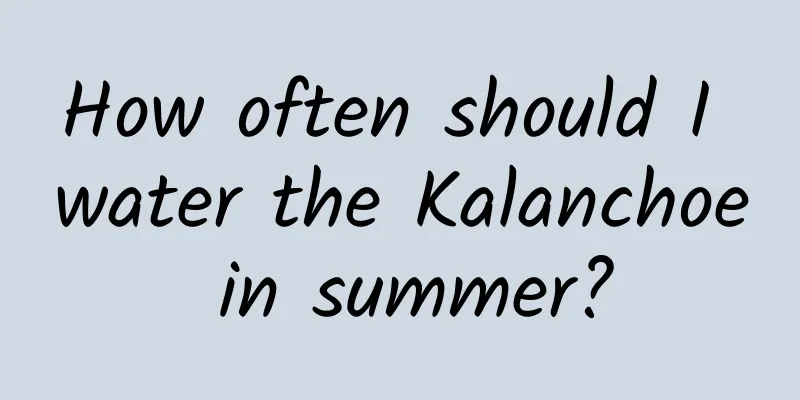 How often should I water the Kalanchoe in summer?