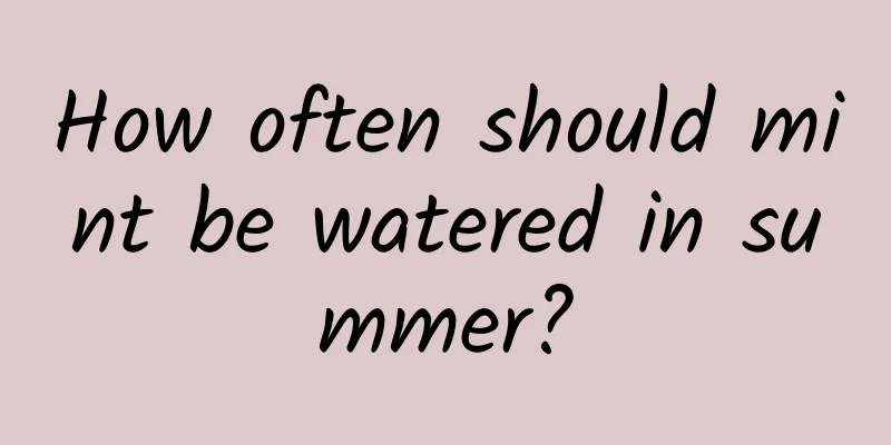 How often should mint be watered in summer?
