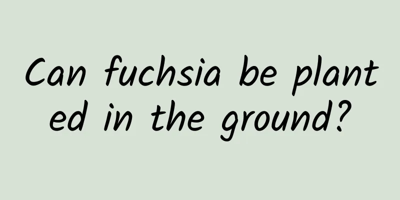 Can fuchsia be planted in the ground?