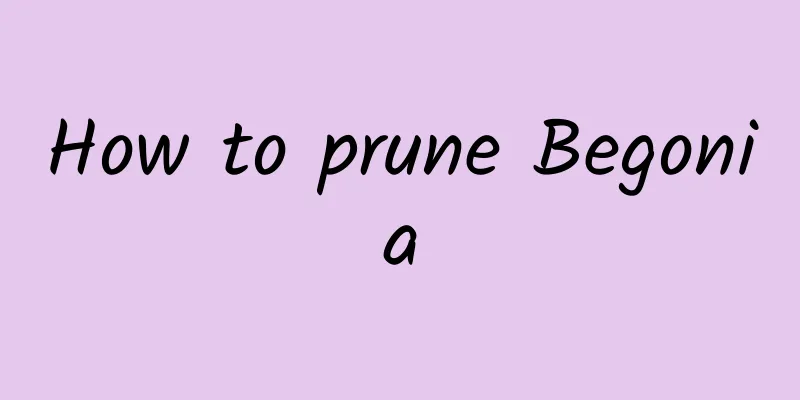 How to prune Begonia