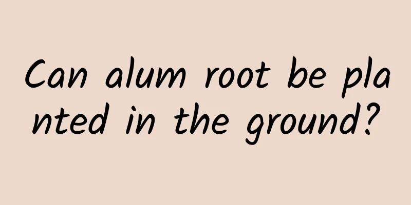 Can alum root be planted in the ground?