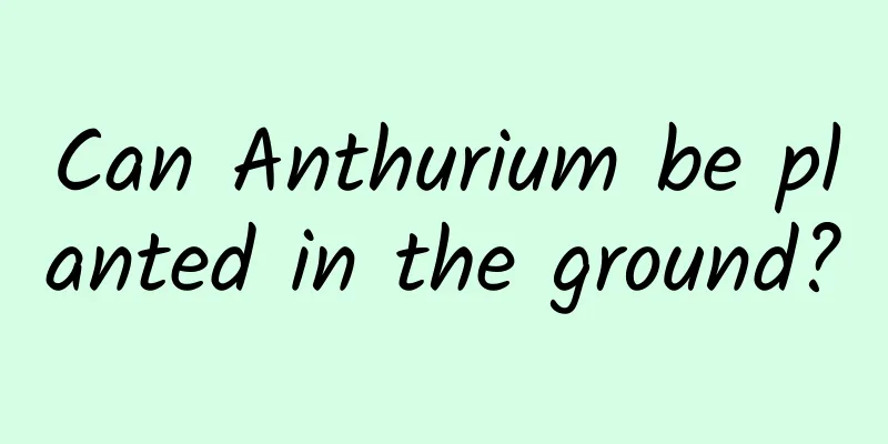 Can Anthurium be planted in the ground?