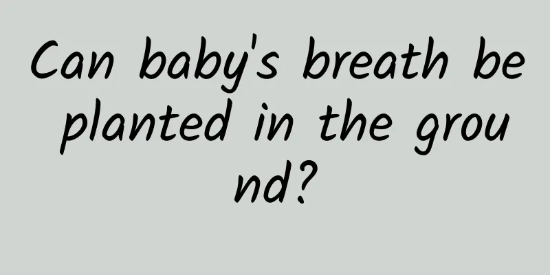 Can baby's breath be planted in the ground?