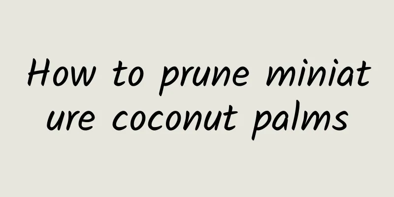 How to prune miniature coconut palms