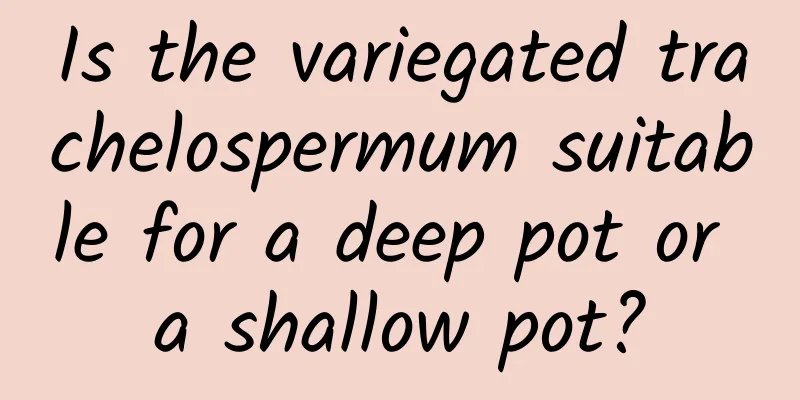 Is the variegated trachelospermum suitable for a deep pot or a shallow pot?