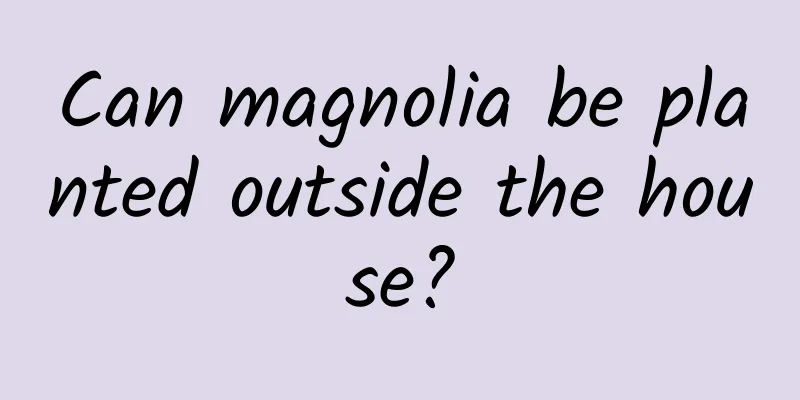 Can magnolia be planted outside the house?
