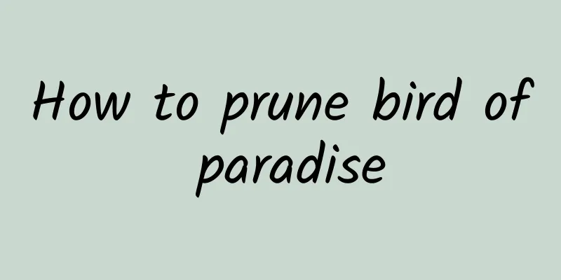 How to prune bird of paradise