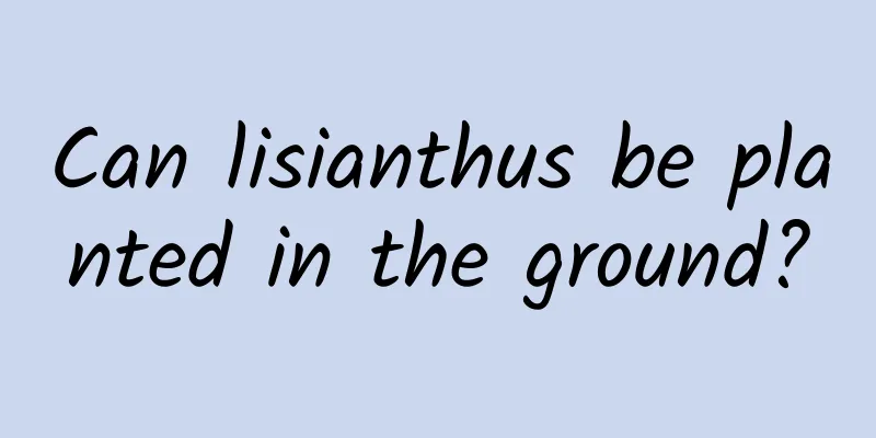 Can lisianthus be planted in the ground?