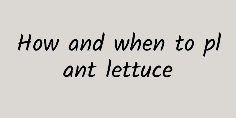 How and when to plant lettuce